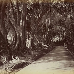 Peradeniya Botanical Garden Ceylon 1870s 1890s