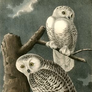 Snowy Owl. Audubon, John James, 1785-1851