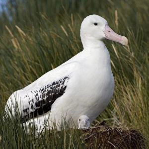 Snowy (Wandering) Albatross on its nest