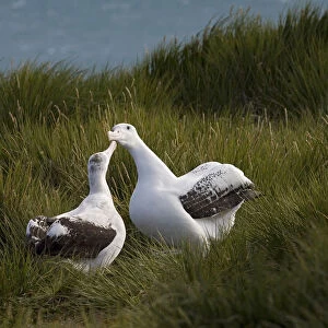 Snowy (Wandering) Albatross pair gamming, Diomedea (exulans) exulans