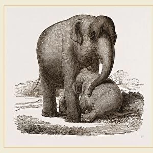 Young Elephant suckling