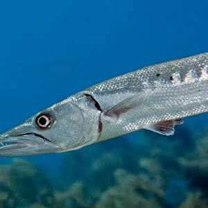 Close-up view of a Great Barracuda