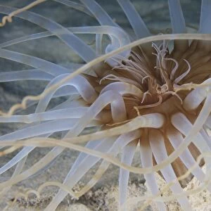 Close-up view of Sand Anemone, Bonaire, Caribbean Netherlands