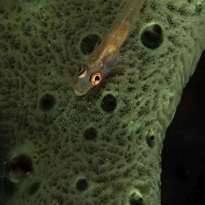 Goby on a sponge, Fiji