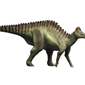 Hypacrosaurus dinosaur