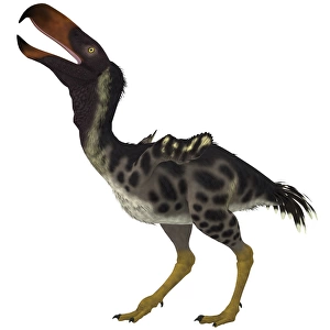 Kelenken is an extinct genus of giant flightless predatory birds