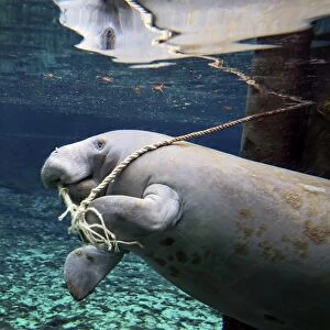 A manatee chews on a dock rope in Fanning Springs State Park, Florida