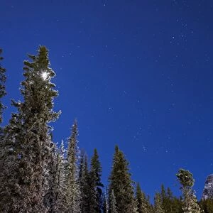 Orion constellation above winter pine trees in Alberta, Canada