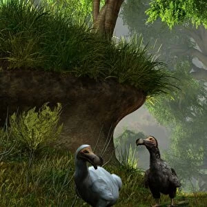 A pair of Dodo birds waddle along a forest path