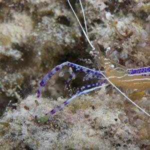 Pederson Shrimp, Bonaire, Caribbean Netherlands