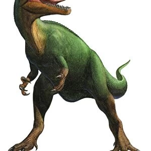 Saurophaganax maximus, a prehistoric era dinosaur