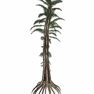 Tempskya prehistoric tree-like fern