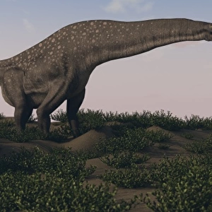Titanosaurus standing grazing in swamp grassland