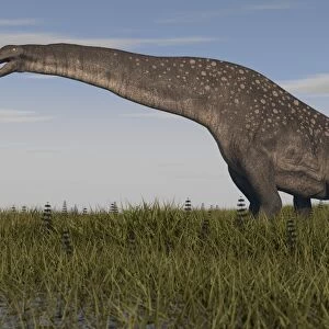 Titanosaurus standing in swamp grassland