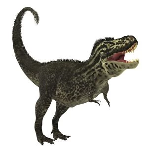 Tyrannosaurus Rex, a large predatory beast of the Cretaceous period