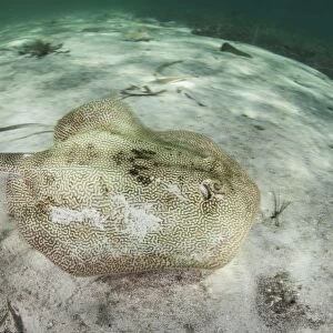 A yellow stingray swims beneath a pier off the coast of Belize