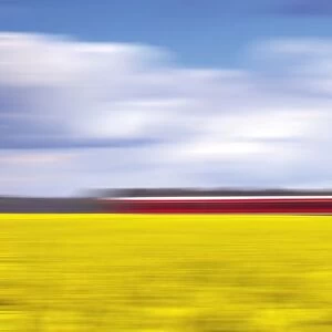 canola & the red train
