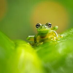 Cascade Glass Frog