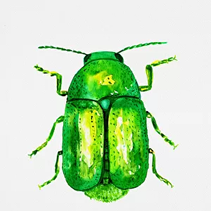 Cylindrical leaf beetle or Cryptocephalus sericeus