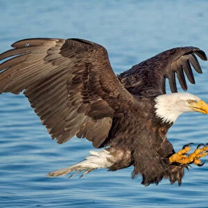 Fishing Eagle