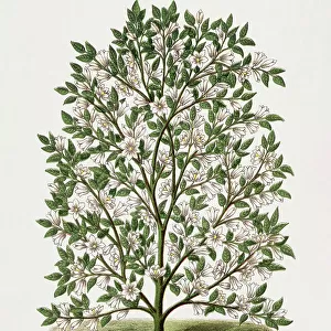 Hardy Magnolia Tree Lithograph