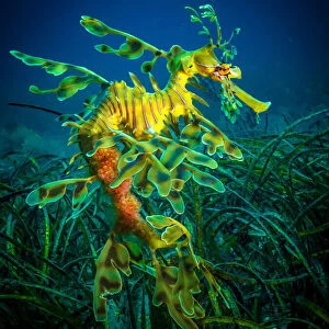 Leafy Sea Dragon - male with eggs