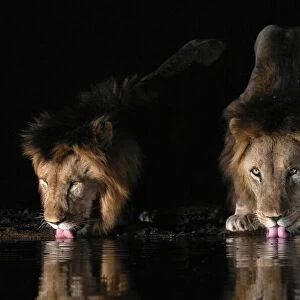 Lions drinking water