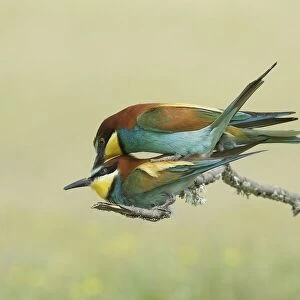Making little Bee-eaters - 2
