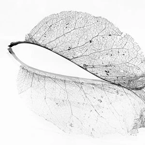 The old leaf