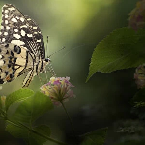 Painted Lady Butterfly On Beautiful Scene