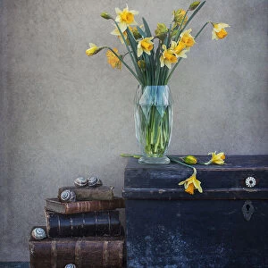 Spring feeling with daffodils