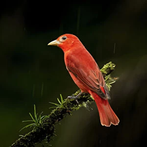 Summer Tanager in Costa Rica
