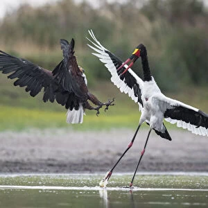 African fish eagle (Haliaeetus vocifer) pressurises a Saddle-billed stork