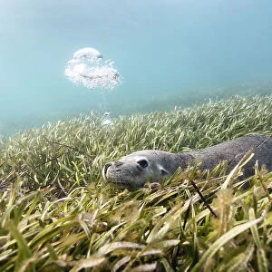 Australian sea lion (Neophoca cinerea) lying in a bed of sea grass, blowing bubbles. Carnac Island, Western Australia