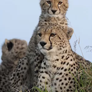 Cheetah (Acinonyx jubatus) mother and cubs 6 months, Masai-Mara Game Reserve, Kenya