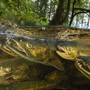 Chum salmon (Oncorhynchus keta) migrate up a small river near Bella Bella, British Columbia