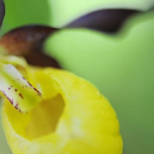 Close up of Yellow ladys slipper orchid {Cypripedium calceolus} Sweden