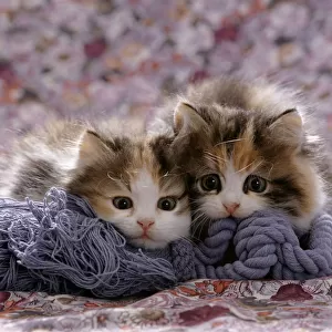Domestic Cat kittens {Felis catus} 8-weeks, Tortoiseshell-and-white sisters