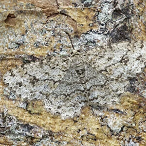 Engrailed moth (Ectropis crepuscularia) camouflaged on tree trunk, River Bann Banbridge