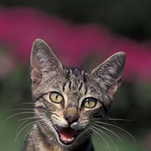 European brown tabby kitten, vocalising, Italy