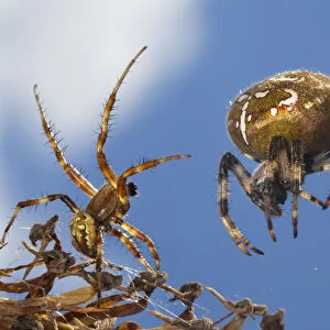 Four-spot orb weaver spider (Araneus quadratus) male approaching larger female to mate