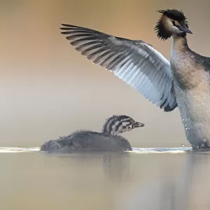 Great crested grebe (Podiceps cristatus) stretching its wings with chick begging for food, Valkenhorst Nature Reserve, Valkenswaard, The Netherlands. June