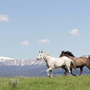 Herd of horses on ranch with mountains in background, Jackson Hole, Wyoming, USA, July 2011
