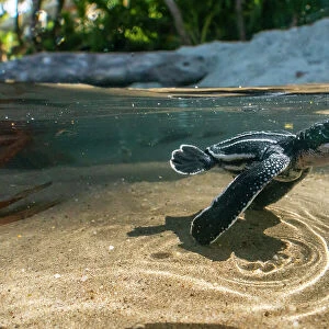 Leatherback turtle (Dermochelys coriacea) newly emerged hatchling swimming across a rainwater pool toward the sea, Grande Riviere, Trinidad Island, Trinidad & Tobago, Caribbean