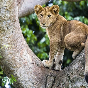 Lion (Panthera leo) cub up a tree - only three populations of lions are known to do this habitually
