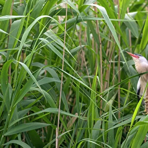 Little bittern (Ixobrychus minutus) perched in reedbed calling, Valkenhorst nature reserve, Valkenswaard, the Netherlands. May