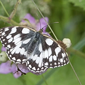 Marbled white butterfly (Melanargia galathea) Brockley Cemetery, Lewisham, London