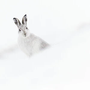 Mountain hare (Lepus timidus) in winter pelage sitting on snow, Scotland, UK, February