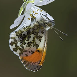Orange tip butterfly (Anthocharis cardamines) male on Greater stitchwort flower in
