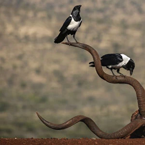 Pied crows (Corvus albus) perched on horns of antelope skull. Zimanga Private Game Reserve